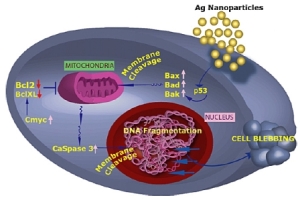 Schematic showing how silver nanoparticles could cause cell death (Image source)